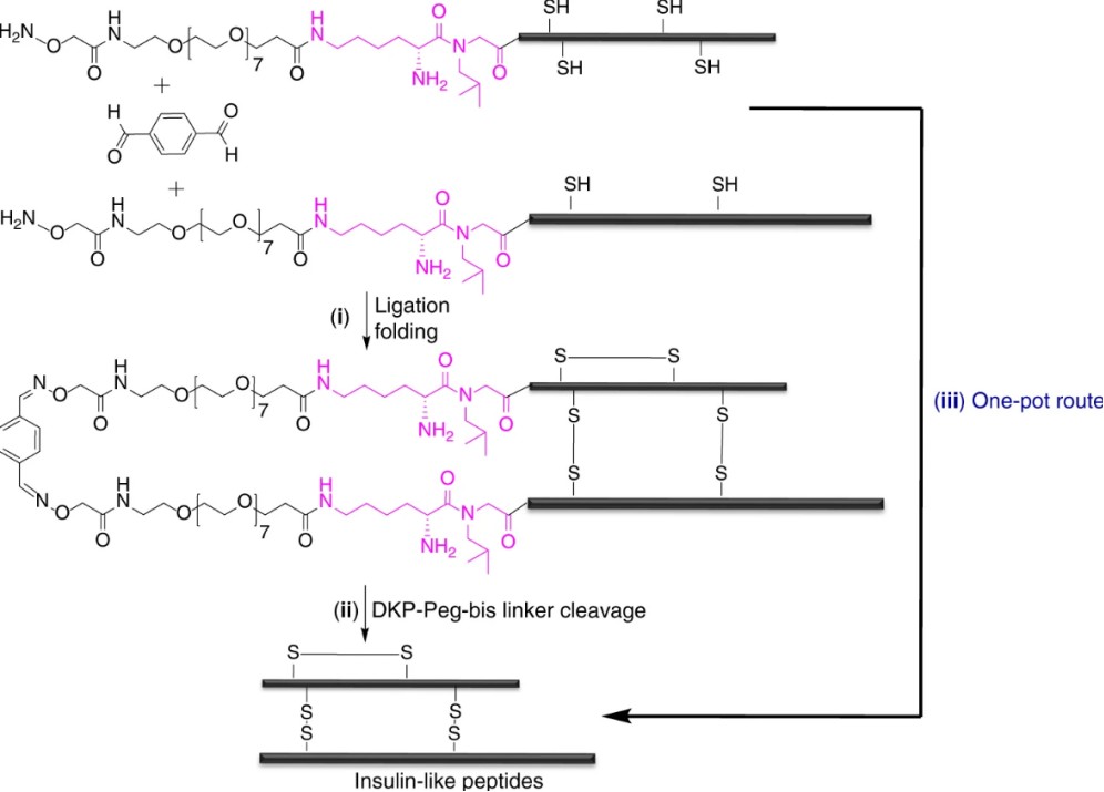 Fig. 3 Synthesis of insulin-like peptides.