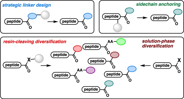 Fig. 1 Peptide C-terminal modification. 