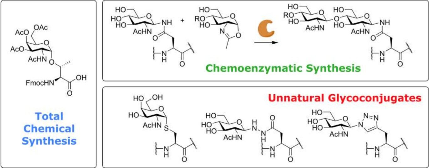 Fig. 1 Glycopeptide synthesis.
