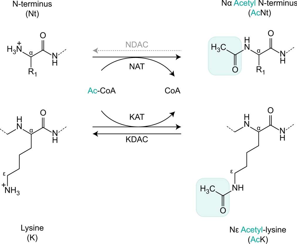 Fig. 1 N-acetylation mechanisms.