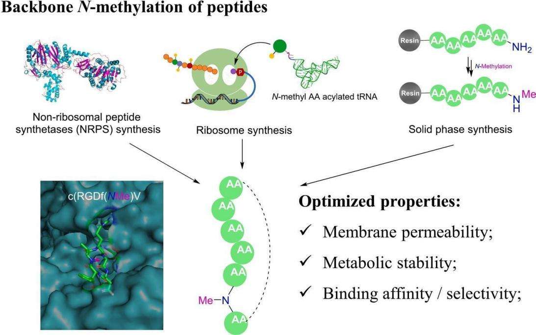 Fig. 1 Peptides backbone N-methylation.