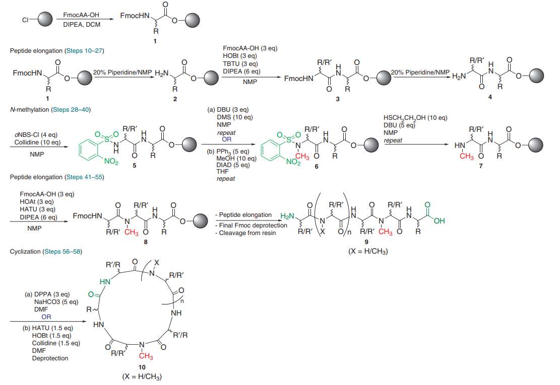 Fig. 2 Synthesis of mono/multiply N-methylated cyclic peptide.