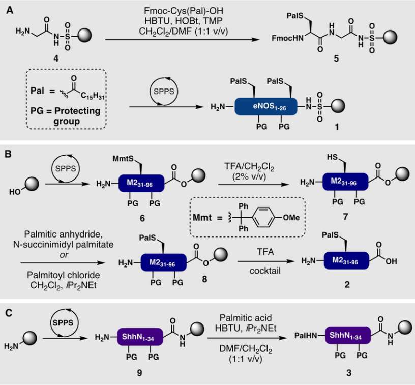 Fig. 1 Synthesis of palmitoylated peptides.