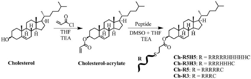 Fig. 2 Cholesterol-peptide conjugates.