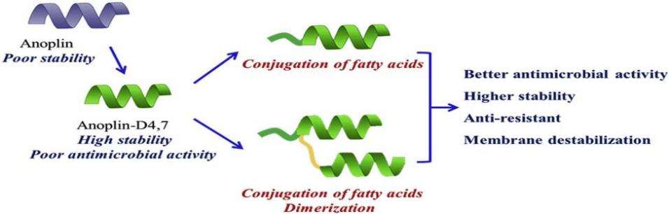 Fig. 3 Fatty acid modified-antimicrobial peptide.