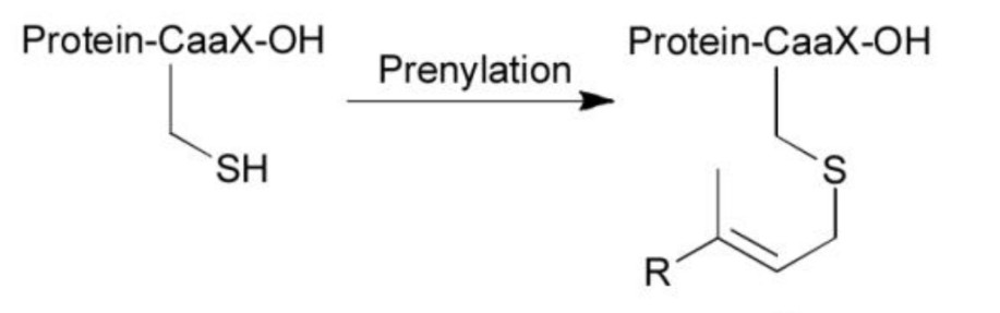 Fig. 1 PeptideC-terminal prenylation.