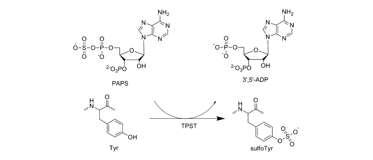 Fig. 1 TPST-catalyzed tyrosine O-sulfation.
