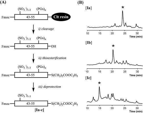 Fig. 2 Peptide Thioester Containing Tyr(SO3H) Residue(s).