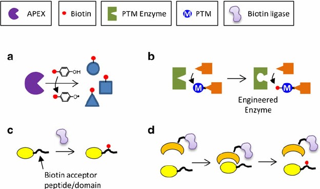 Fig. 1 Selective biotinylation methods.