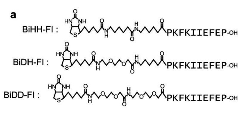 Fig. 2 Biotinylated peptides.