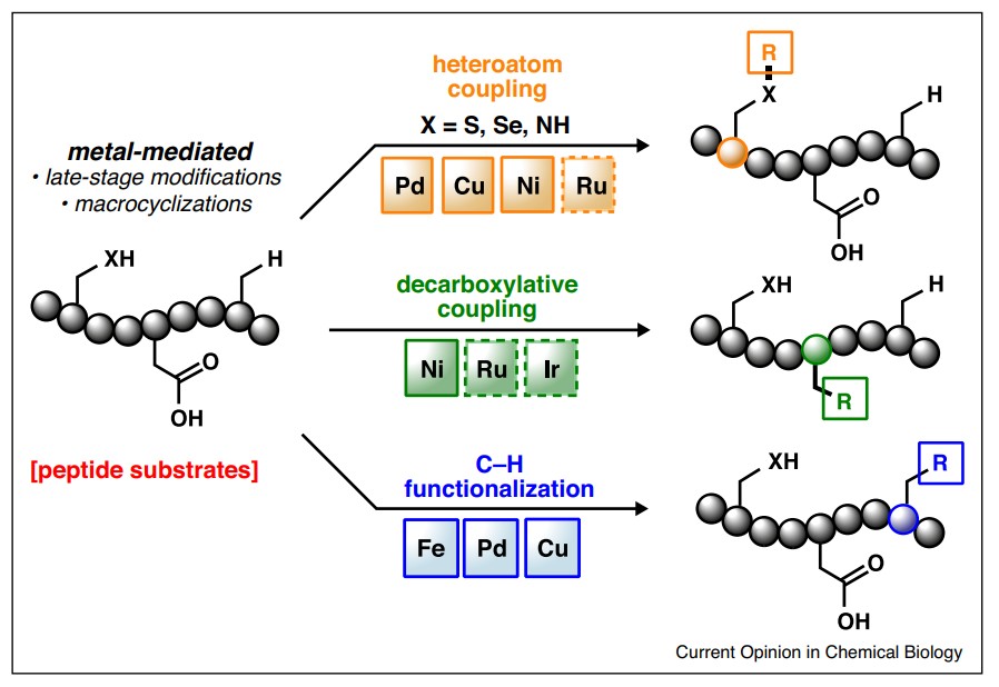 Fig. 2 Peptide modification via transition-metal catalysis.