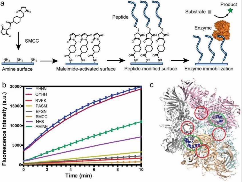 Fig. 1 The enzyme was immobilized on the peptide-modified surface.