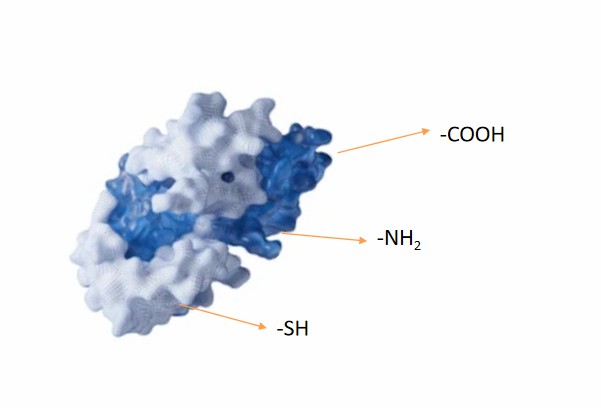 Fig. 2 Peptide functional groups for conjugation with nanoparticles.