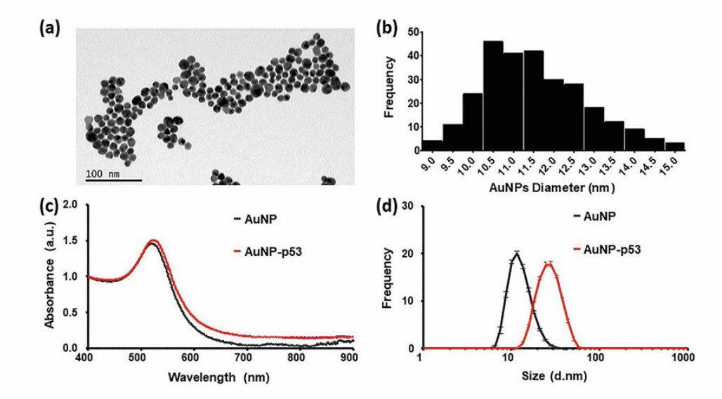 Fig. 6 Synthesized citrate-capped AuNPs and AuNP-p53.