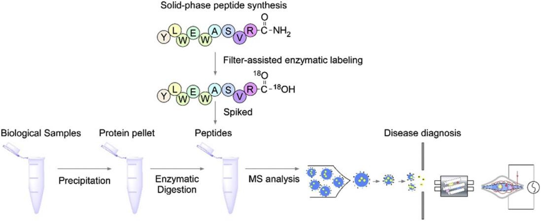 Fig. 1 Synthesis of stable isotope labeled peptides.