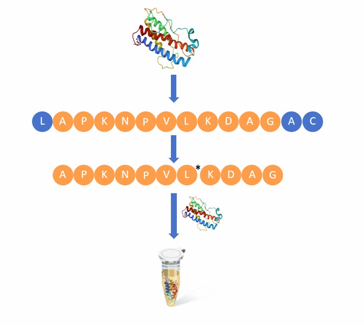 Fig. 2 Isotope labeling of peptide.