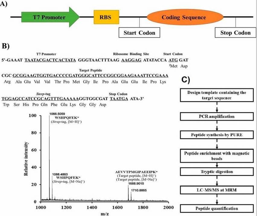 Fig. 3 PURE-expressed isotope-labeled peptides.