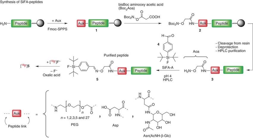Fig. 3 18F-labeling of peptides.