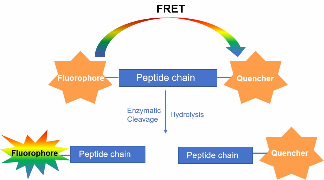 Fig. 1 FRET peptide mechanism.
