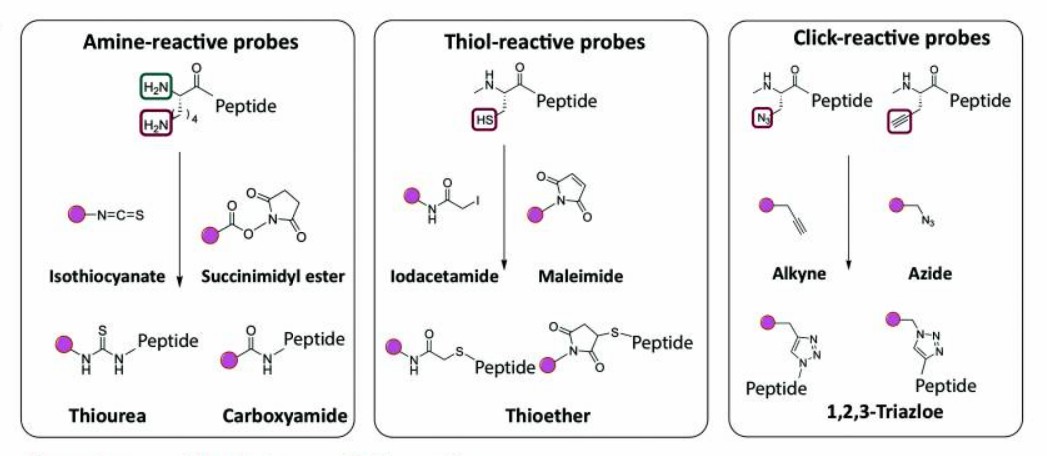 Fig. 1 Fluorescent labeling of peptides.