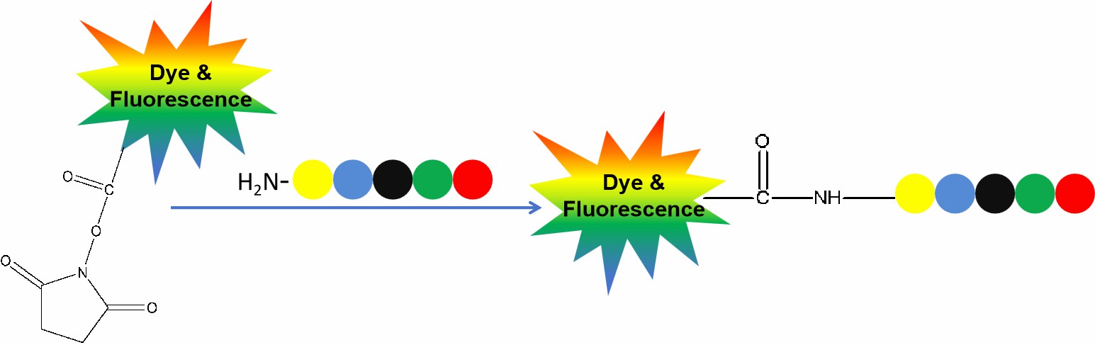 Fig. 2 Peptide fluorescence labeling using amine-reactive.