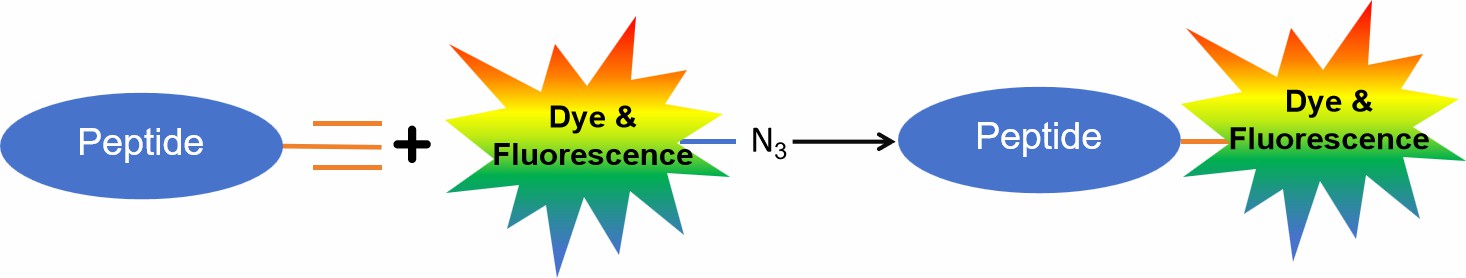 Fig. 3 Peptide fluorescence labeling using click chemistry.