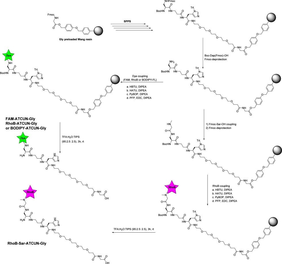 Fig. 4 The fluorophore-labeled ATCUN peptides employed.
