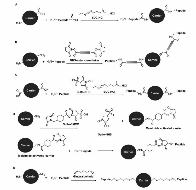 Fig. 1 Peptide epitope and carrier protein conjugation.