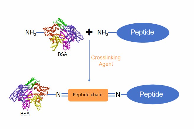 Fig. 2 Carrier protein-conjugated peptides.