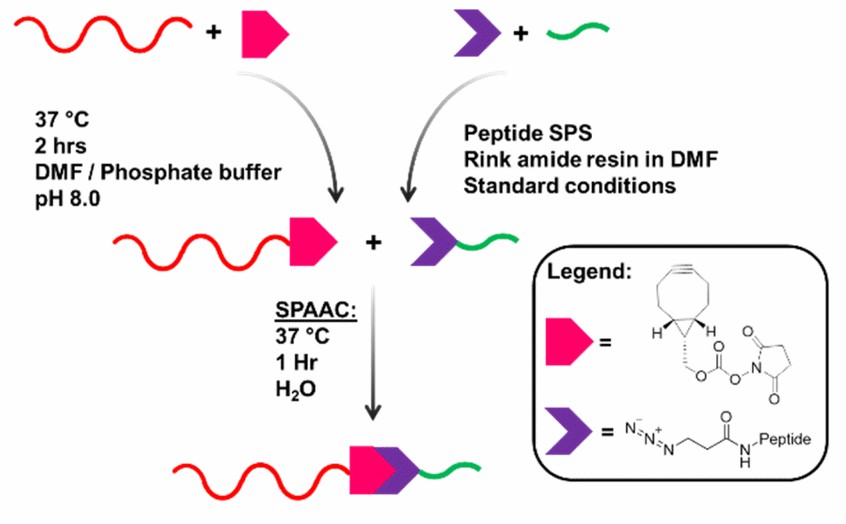 Fig. 1 DNA–peptide conjugates by solution phase modification.