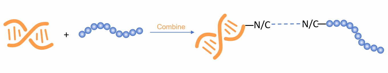 Fig. 2 DNA and peptide conjugation.