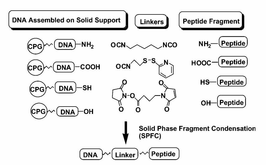 Fig. 3 Synthesis of DNA conjugate.