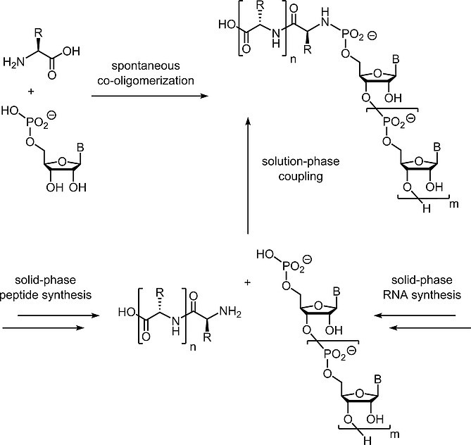 Fig. 1 Peptido RNA.