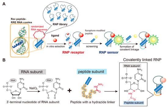 Fig. 3 Fluorescent ribonucleopeptide (RNP).