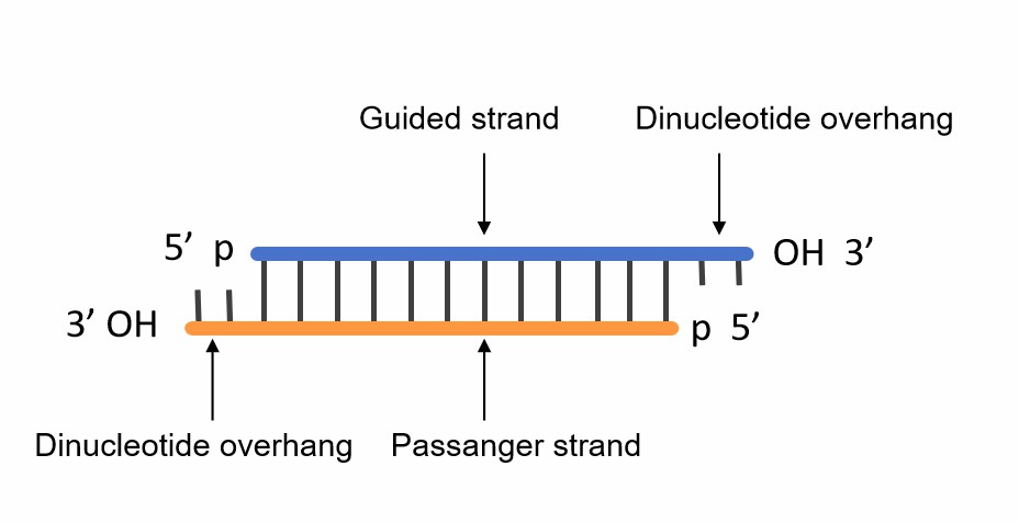 Fig. 1 siRNA structure.