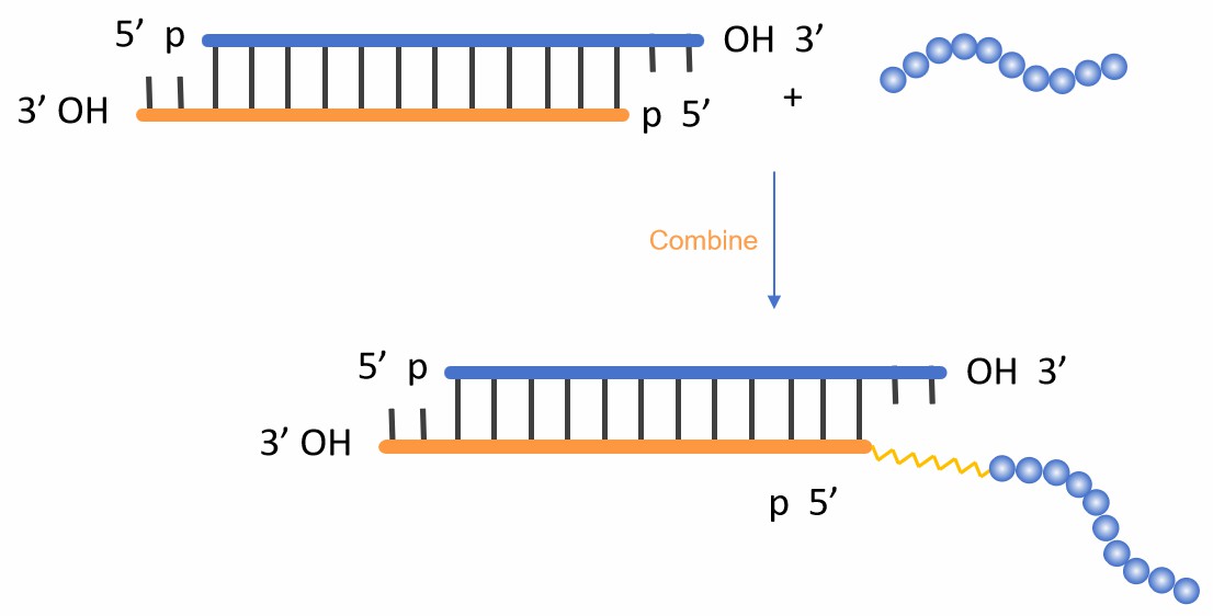 Fig. 2 siRNA and peptide conjugation.