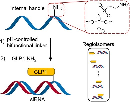 Fig. 3 Synthesis of peptide-siRNA complexes.