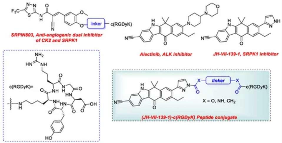 Fig. 2 JH-VII-139-1 and c(RGDyK) peptide conjugates.