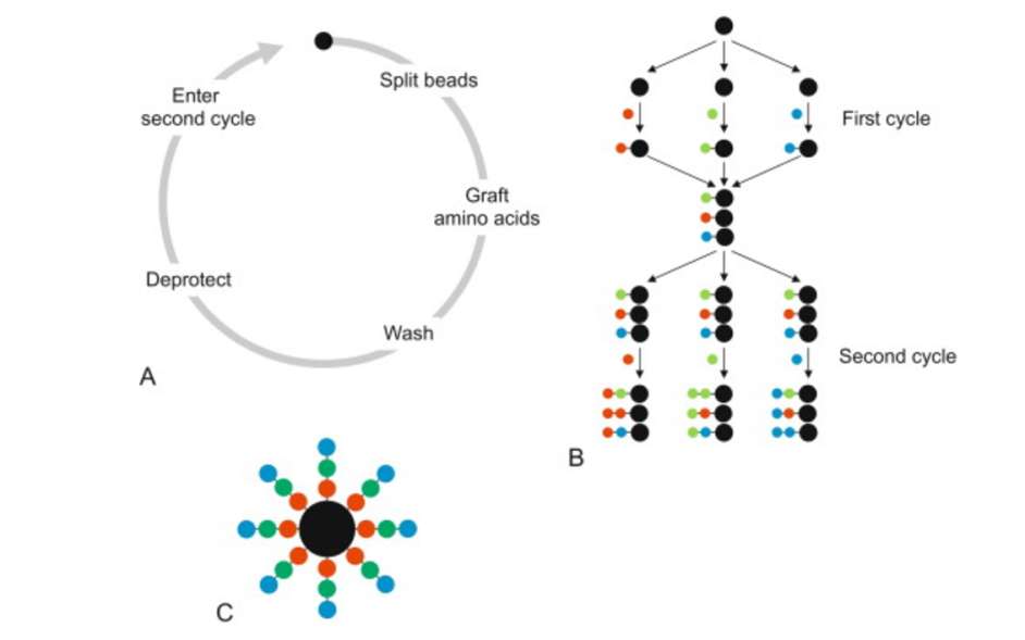 Fig. 1 A combinatorial peptide library.