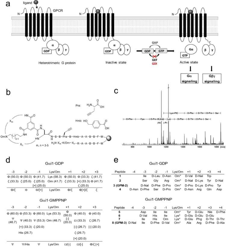 Fig. 2 Peptide library screening.