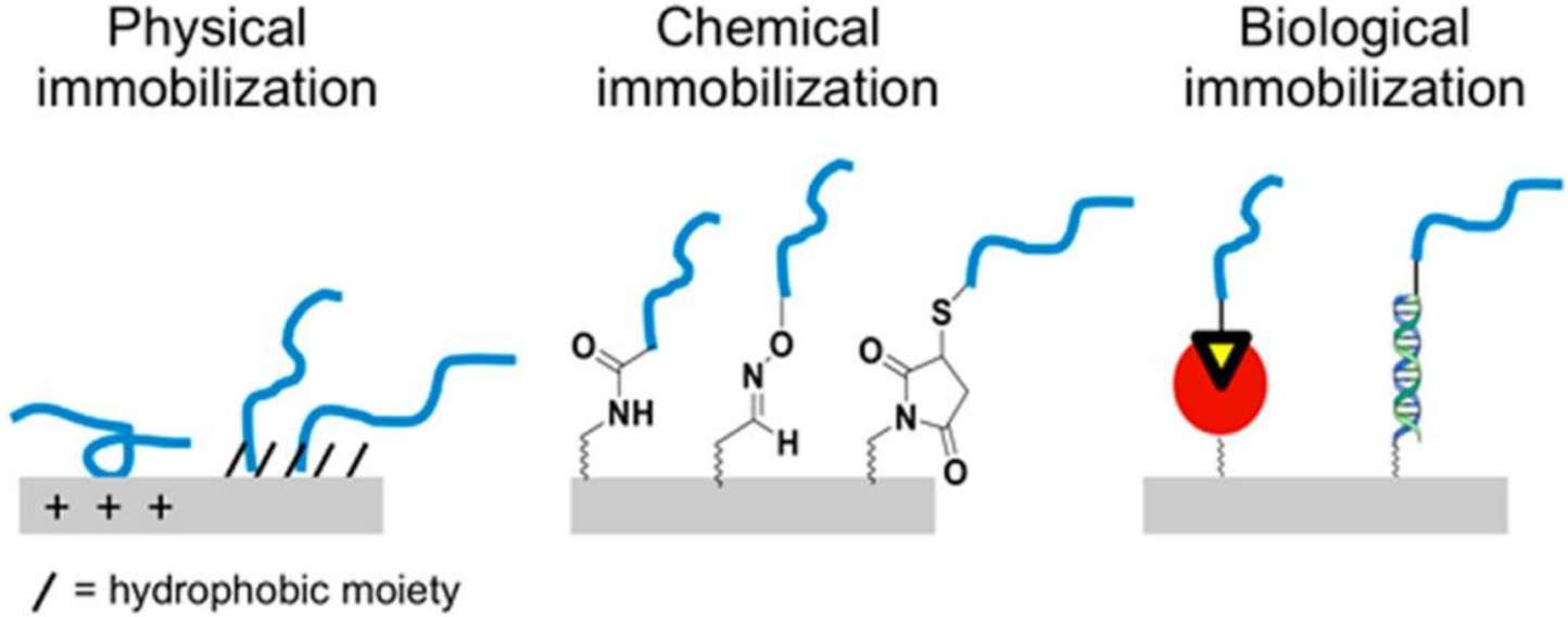 Fig. 2 Immobilization method of peptide array.