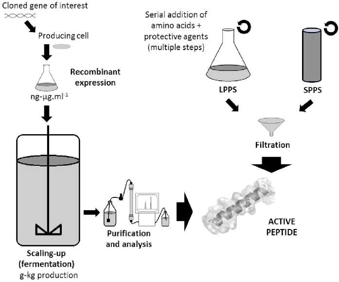 Fig. 1 Peptides production in industrial scale.