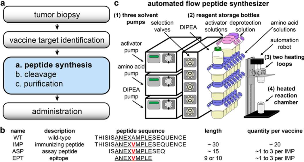 Fig. 1 Neoantigen Peptide design and production.