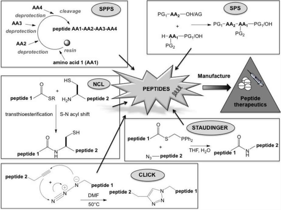 Fig. 1 Peptide synthesis and production.