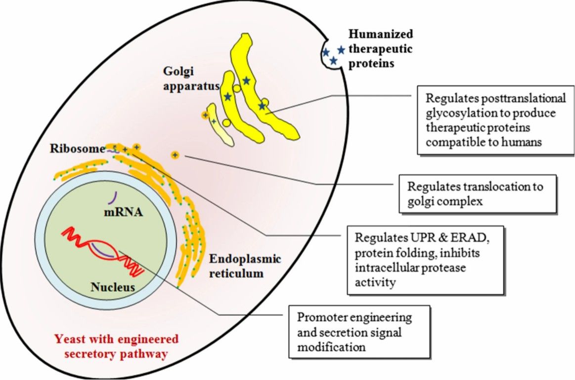 Fig. 1 Schematic representation of engineered yeast.