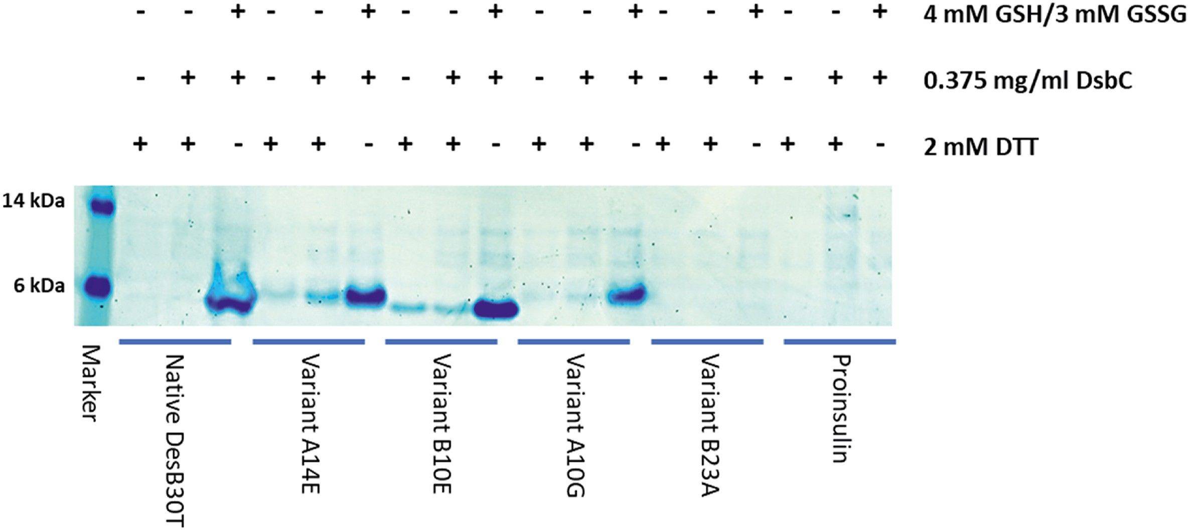 Fig. 2 IVTT Insulin precursor expression.