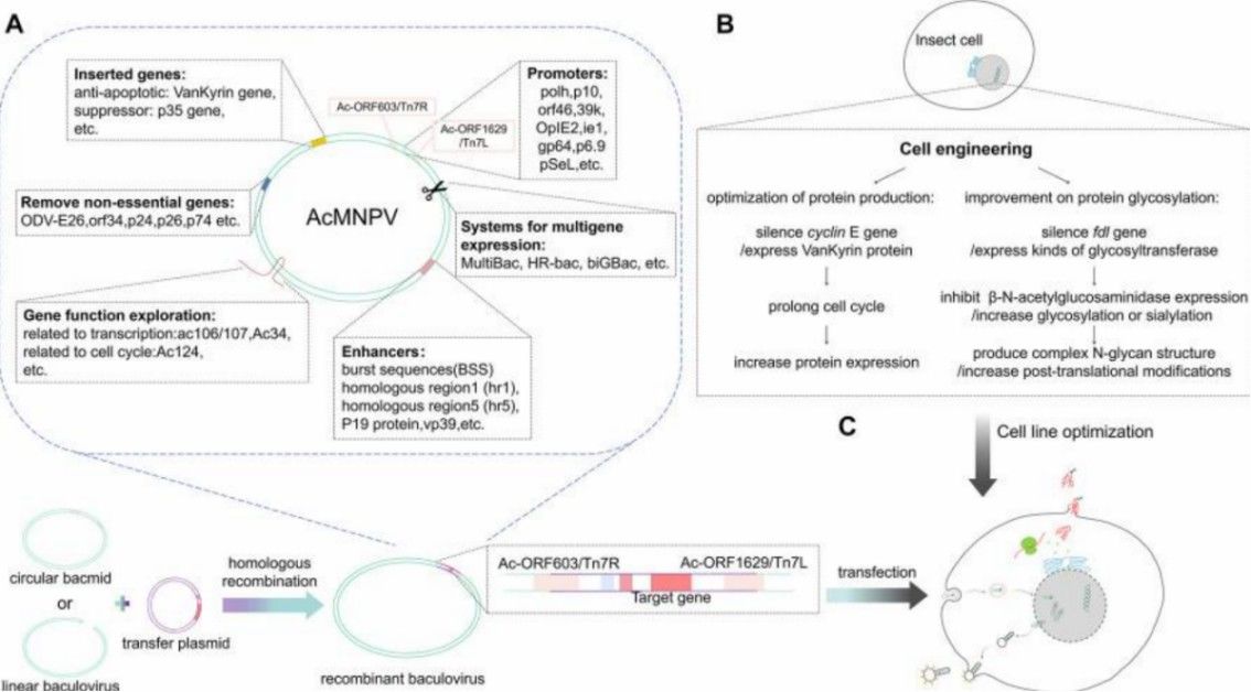 Fig. 1 Baculovirus genome editing and the protein expression.