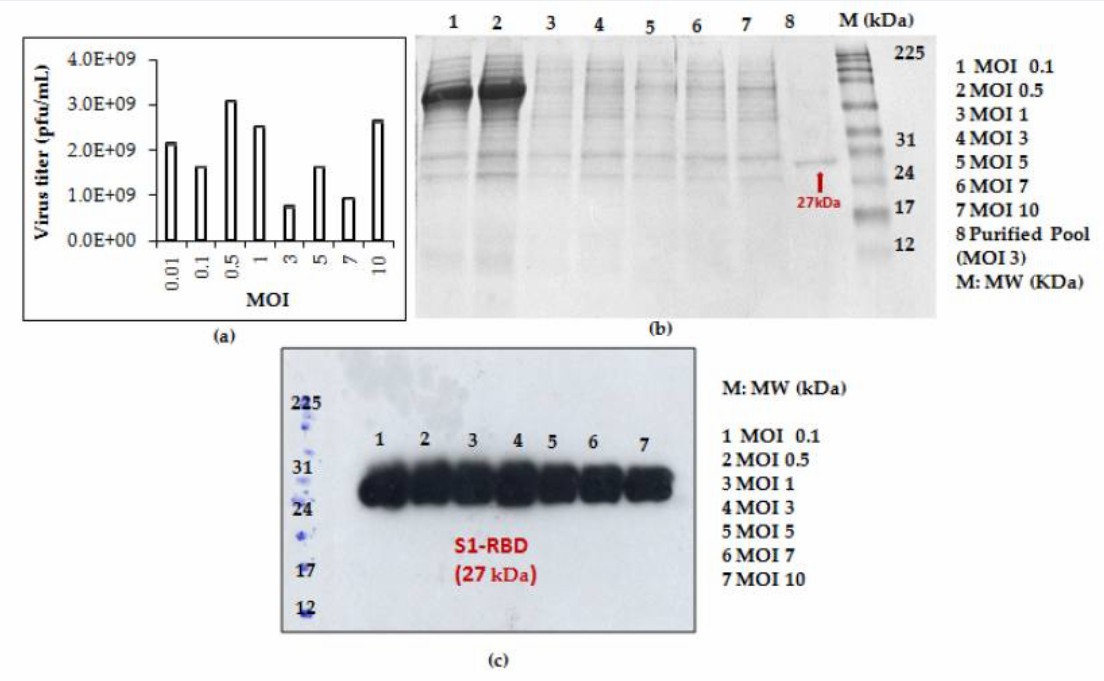 Fig. 2 Recombinant baculovirus titer and S1RBD expression.
