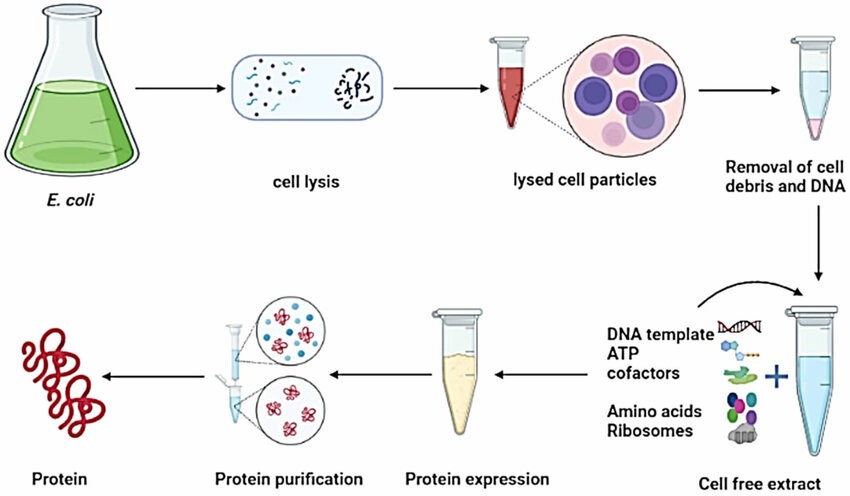 Fig. 1 Cell-free protein expression system by using E. coli.