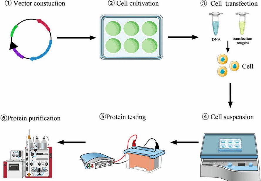 Fig. 1 Transient expression process in mammalian cells.